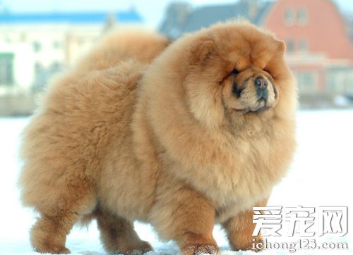 松獅犬介紹 選購與選育要點