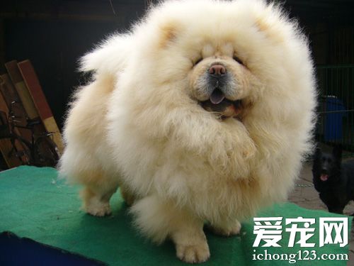 松獅犬性格 十分文靜性格高雅