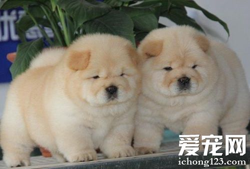 如何挑選松獅犬 色素沉著和結構的挑選