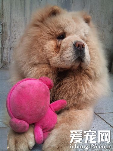 松獅犬吃什麼狗糧好 狗糧可提供一定營養元素