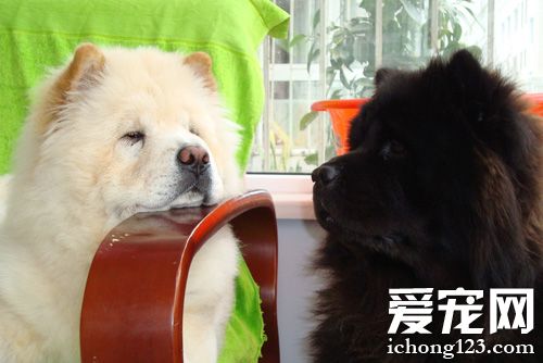 松獅犬不能吃什麼 不要讓松獅吃得過飽