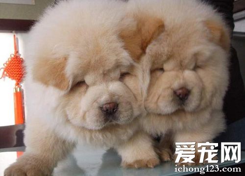 松獅犬吃什麼好 對狗狗有益的食物種類