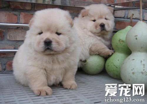 松獅犬的喂養 幼年成年老年的飼養方法