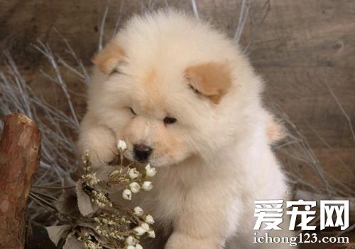松獅犬幼犬吃什麼狗糧好 健康又有營養