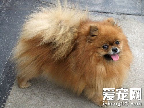 博美犬不能吃什麼 主人需要細心呵護