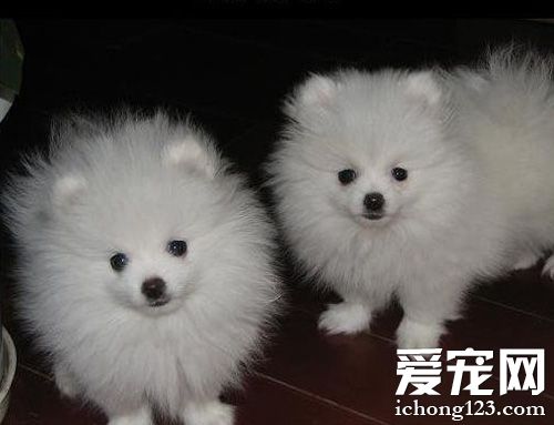 博美犬吃什麼狗糧 介紹各種狗糧的牌子