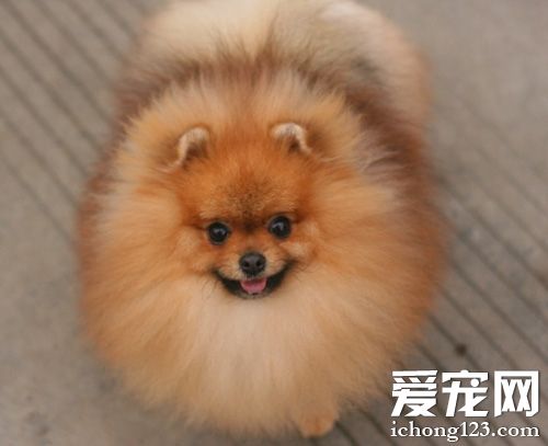 博美犬吃飯嗎 它不能吃的東西有哪些