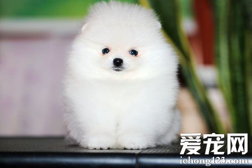 博美犬吃什麼好 選擇那些適合吃的零食