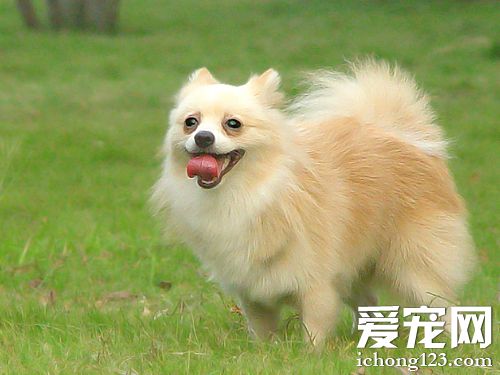 博美犬吃什麼狗糧好 主人可自制狗糧