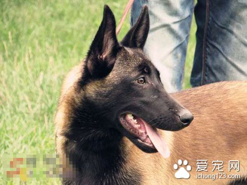 比利時馬林諾斯犬好養嗎 該犬不難飼養