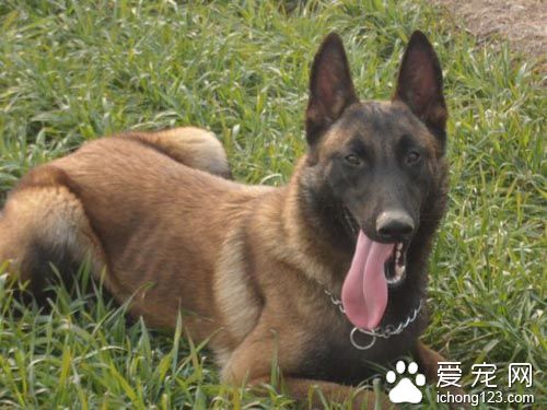 比利時馬林諾斯犬怎麼養 注意幼犬的飼養