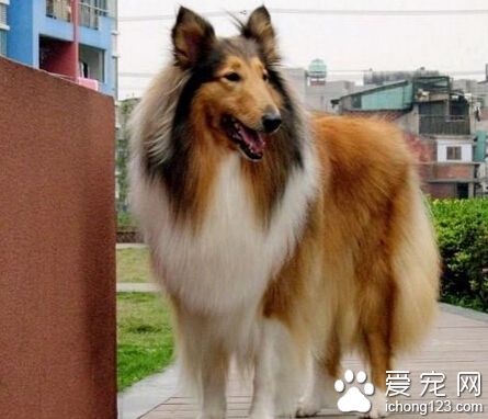 牧羊犬喜歡吃什麼 進餐時給它們加一些肉食