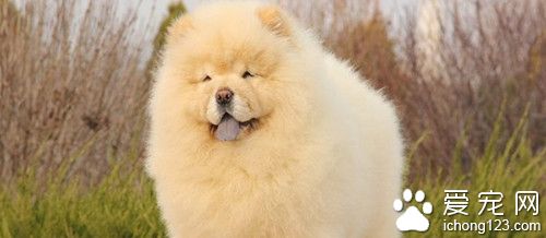狗狗食道有異物怎麼辦 需要注意的要點