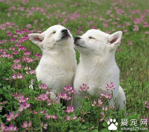 狗狗有口腔腫瘤怎麼辦 預防口腔種類的方法