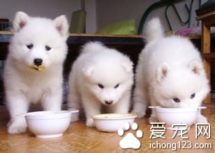 狗狗腸道有寄生蟲怎麼辦 需要注意哪些方面