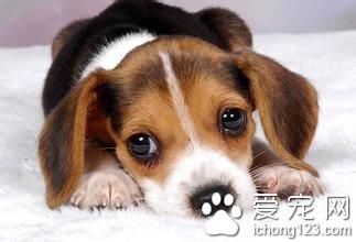 狗狗吞咽困難怎麼辦 平時需要多觀察狗狗進食