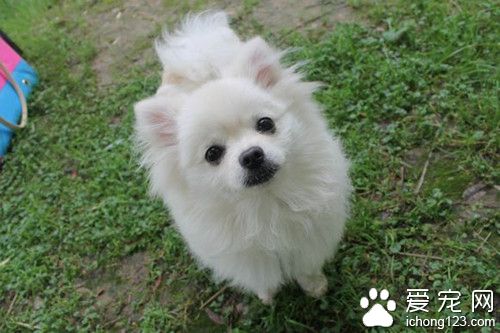 狗狗患有急性下痢怎麼辦 需要特別注意水分的補充