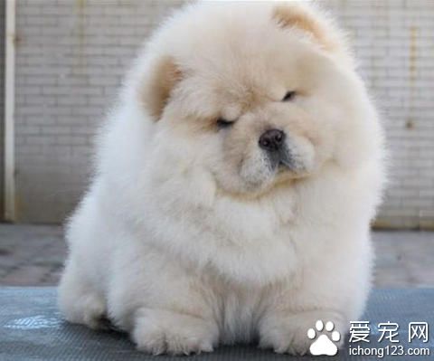 狗狗患有慢性下痢怎麼辦 多觀察狗狗的日常生活