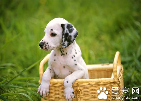 狗狗脹氣怎麼辦 適當的運動有助於改善狗狗脹氣