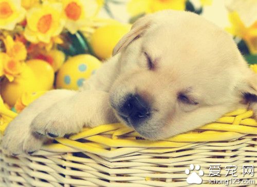 狗狗患有白內障怎麼辦 可以通過手術來治療白內障