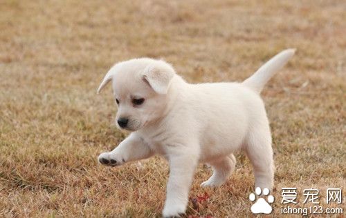 狗狗患有青光眼怎麼辦 需要多注意特殊犬種