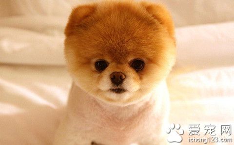 狗狗耳聾怎麼辦 多清理狗狗耳朵的清潔