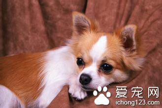 狗狗尿路結石怎麼辦 食欲不振有可能會引起
