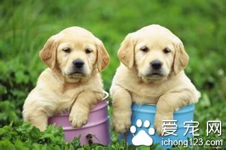 狗狗有傳染性菜花怎麼辦 多注意狗狗的自由活動