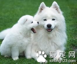 狗狗有塞爾托利細胞瘤怎麼辦 需要施行結扎手術