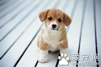 狗狗子宮蓄膿怎麼辦 分為開放型與封閉型兩種