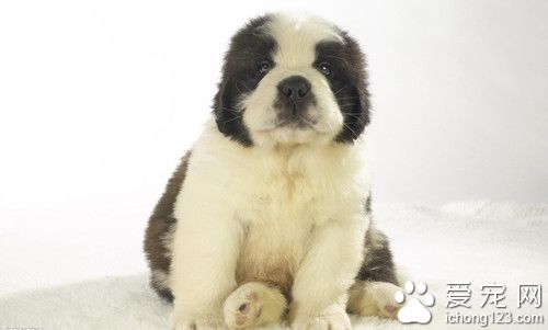 狗狗心血管問題有哪些 一般多發生在老年犬類