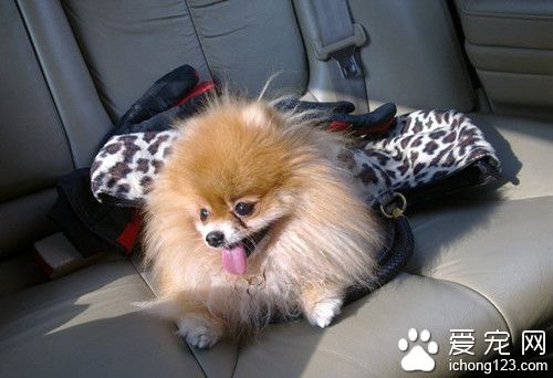 狗狗患三尖瓣逆流怎麼辦 需要配合藥物治療