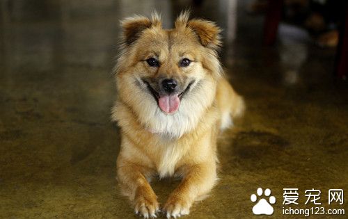 狗狗心室中隔缺損怎麼辦 需要手術來解決