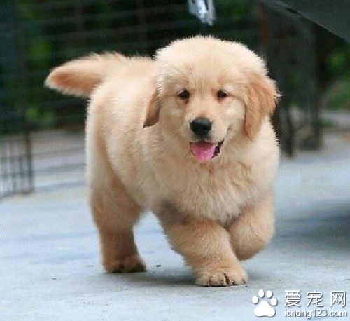 狗狗動脈導管未閉怎麼辦 手術是唯一治療
