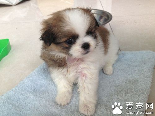 狗狗輕度癱瘓怎麼辦 要躺在有緩沖的墊子上