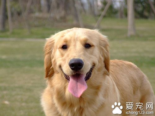 狗狗寄生蟲會傳染人嗎 狗狗壁虱詳解