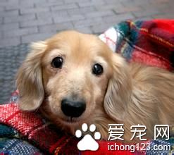 狗狗跳蚤怎麼辦 使用吸塵器清潔家中角落