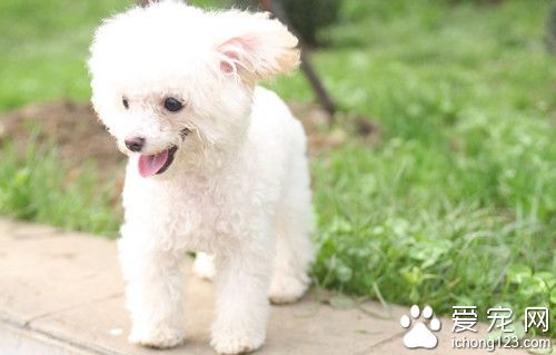 狗身上有寄生蟲嗎 犬鞭蟲主要會造成血樣下痢