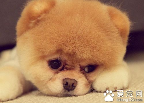 狗狗耳朵癢怎麼辦 清理耳朵的步驟詳解