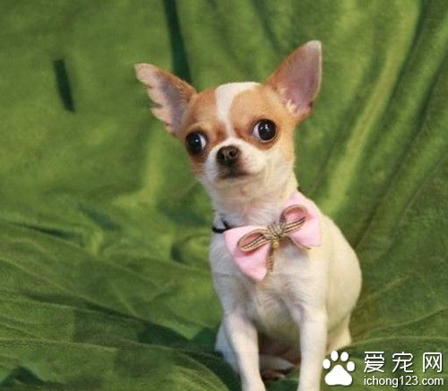 吉娃娃喜歡吃什麼 吉娃娃飼養需要注意事項