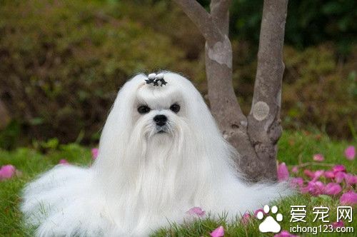 馬爾濟斯犬多少錢 馬爾濟斯飼養上需要注意事項