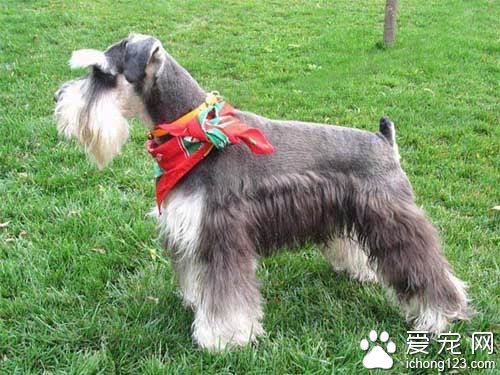 迷你雪納瑞的挑選 迷你雪納瑞飼養上注意事項