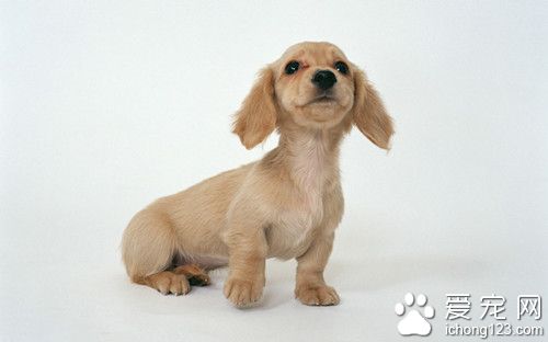 迷你臘腸犬價格 迷你臘腸犬飼養上需要注意事項