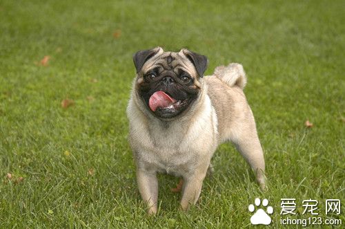 巴哥吃什麼狗糧好 巴哥飼養上需要注意事項