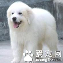 大白熊犬價格 大白熊犬飼養上需要注意地方