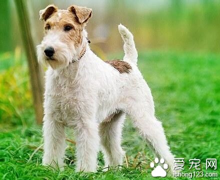 剛毛獵狐梗特點 剛毛獵狐梗飼養注意地方