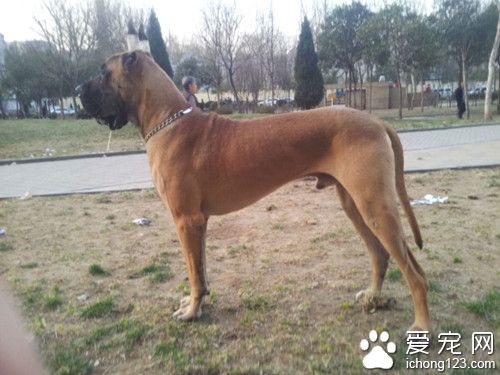 大丹犬價格 大丹狗飼養上需要注意地方