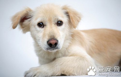 狗狗飼養常識 詳解苛求的主人適合飼養的狗