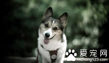 狗狗飼養方法 詳解隨和的主人適合飼養的犬