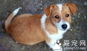 狗狗飼養知識大全 溺愛的主人適合飼養的犬